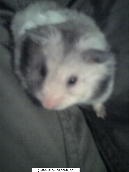 Hamsterul - Am o hamsterita de 1 an, Miki. E o scumpete. Dupa - � Animals �